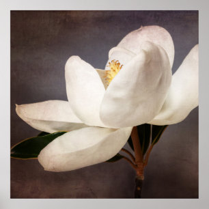 White Magnolia Tree Flower Floral Flowers Grey Poster
