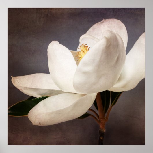 White Magnolia Tree Flower Floral Flowers Grey Poster (Voorkant)