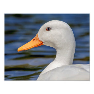 White Mallard Duck Foto Afdruk