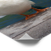 White Mallard Duck Photo Poster (Hoek)