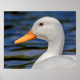 White Mallard Duck Poster