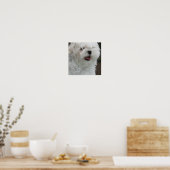 White Maltese Poster Puppy Print (Keuken)