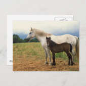 White Mare met Bay Foal Briefkaart (Voorkant / Achterkant)