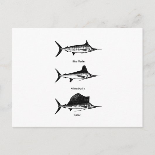 White Marlin - Blue Marlin - Sailfish Logo Briefkaart (Voorkant)