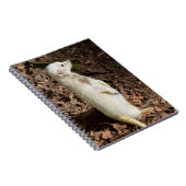 White Meerkat Standing, Carnet (Côté Droit)
