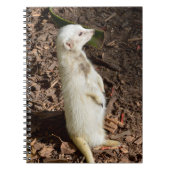 White Meerkat Standing, Carnet (Devant)
