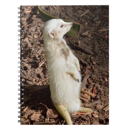 White Meerkat Standing, Carnet (Devant)