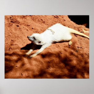 White Meerkat Stretching, Poster