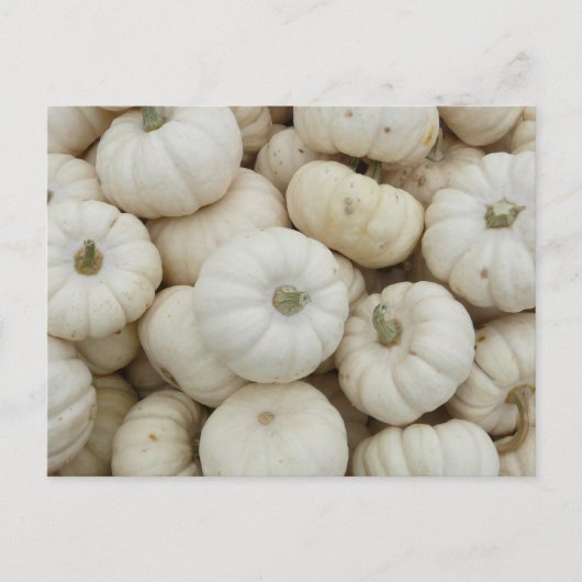 White Mini Pumpkins Briefkaart (Voorkant)
