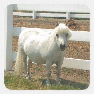 White Miniature-paard Vierkante Sticker