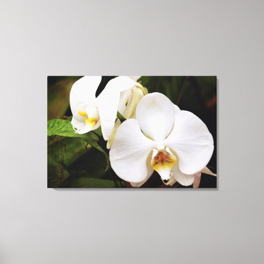 White Moon Orchid Canvas Afdruk (Voorkant)