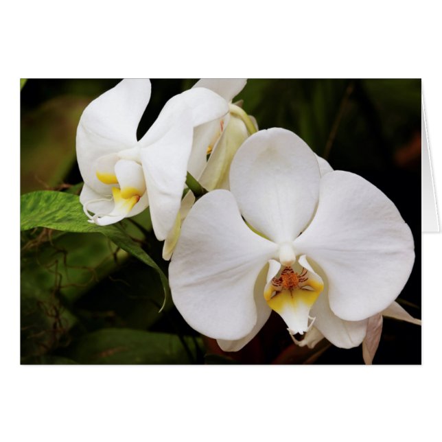 White Moon Orchid (Phalaenopsis Aphrodite) (Voorkant Horizontaal)