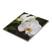 White Moon Orchid (Phalaenopsis Aphrodite) Tegeltje (Zijkant)
