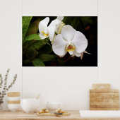 White Moon Orchid Poster (Keuken)