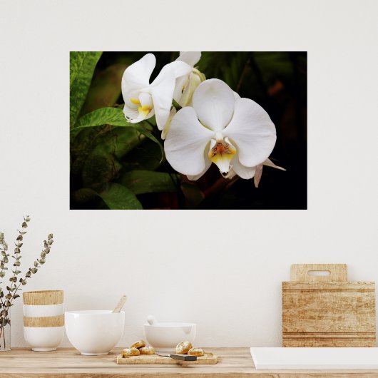White Moon Orchid Poster (Keuken)