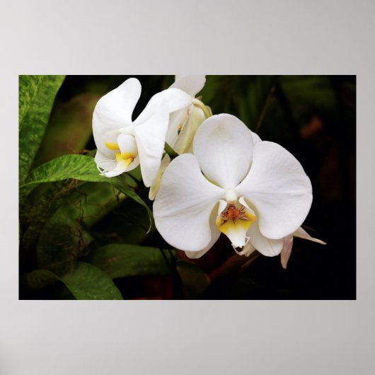 White Moon Orchid Poster (Voorkant)