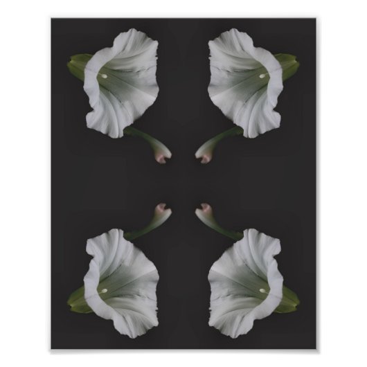 White Morning Glory Flower Close Up Abstract 8x10 Foto Afdruk (Voorkant)