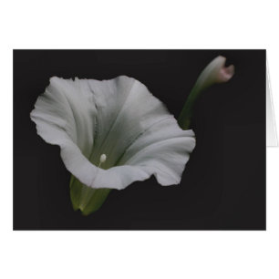 White Morning Glory Flower Photography Card