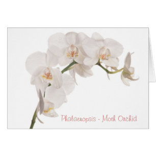 White Moth Orchid