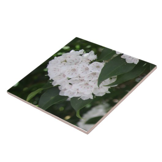 White Mountain Laurel Bloemen Groene bladeren Tegeltje (Zijkant)