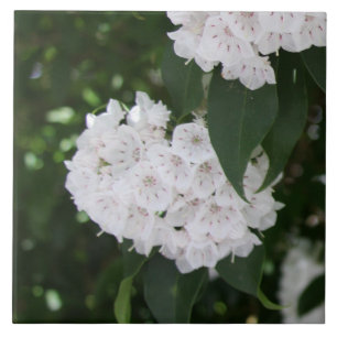 White Mountain Laurel Flowers Tegeltje