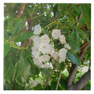 White Mountain Laurel Leaves op Sundown Tegeltje