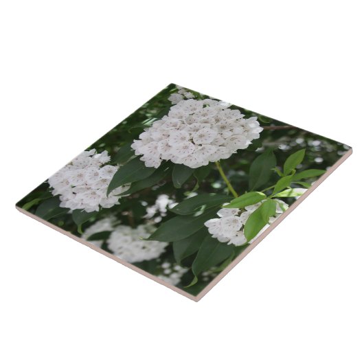 White Mountain Laurel Star Shaped Flowers Tegeltje (Zijkant)