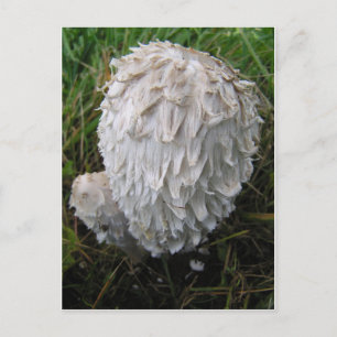 White Mushroom Briefkaart