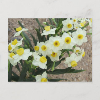 White Narcissus Flowers Briefkaart