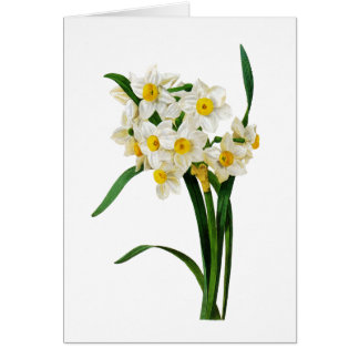 White Narcissus van Pierre-Joseph Redoute