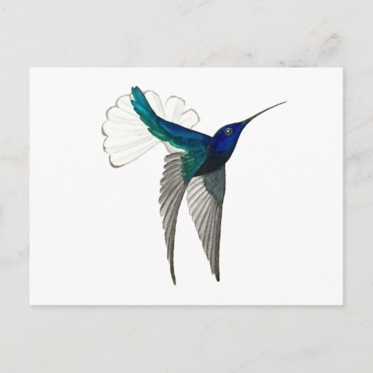 White-necked Jacobin Hummingbird Briefkaart (Voorkant)