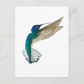 White-necked Jacobin Hummingbird Briefkaart