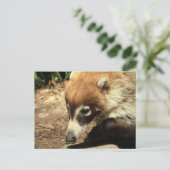  White Nosed Coati Briefkaart (Staand voorkant)