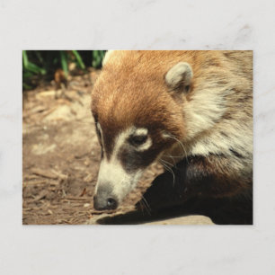 White Nosed Coati Briefkaart