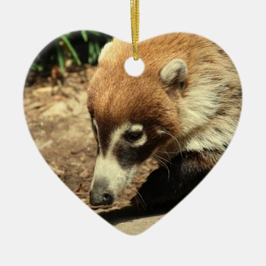 White Nosed Coati Ornament (Voorkant)