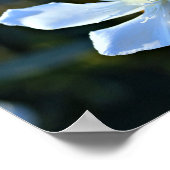 White Oleander Flower Wall Poster/Print Poster (Hoek)