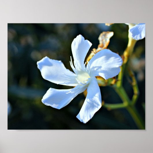 White Oleander Flower Wall Poster/Print Poster (Voorkant)