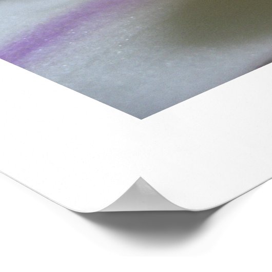 White Orchid 8 Phalaenopsis Poster Art Print (Hoek)