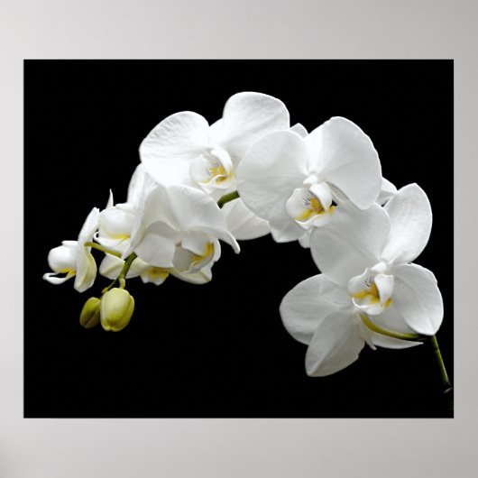 White Orchid Blossom Poster (Voorkant)