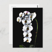 White Orchid Briefkaart (Voorkant / Achterkant)