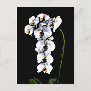 White Orchid Briefkaart