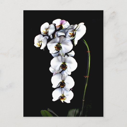 White Orchid Briefkaart (Voorkant)