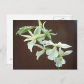 White Orchid Briefkaart (Voorkant / Achterkant)