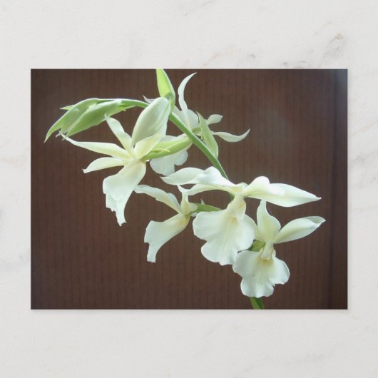 White Orchid Briefkaart (Voorkant)