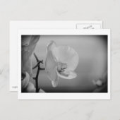 White Orchid - Briefkaart (Voorkant / Achterkant)