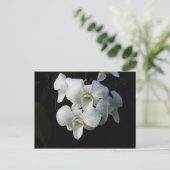 White Orchid Briefkaart (Staand voorkant)