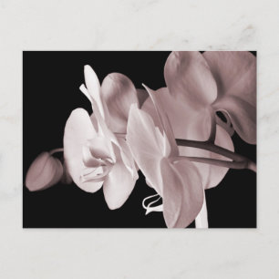 White Orchid Flower Black Achtergrond Abstract Briefkaart