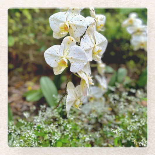 White Orchid Glazen Onderzetter (Voorkant)