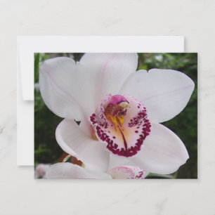 White Orchid I Beauful Tropical Flower Kaart