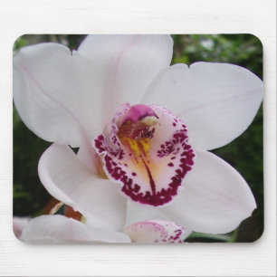 White Orchid I Beauful Tropical Flower Muismat